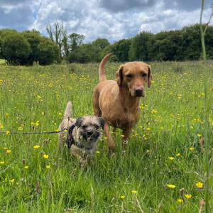 Small dog walking next to a bigger dog through a meadow in the sunshine.