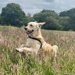 Golden Retriever dog leaping through a meadow looking happy.