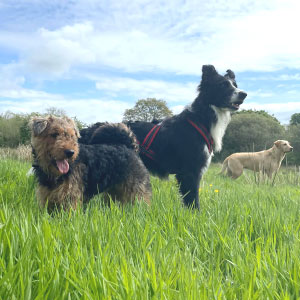 Three dogs in a field in the sunshine.
