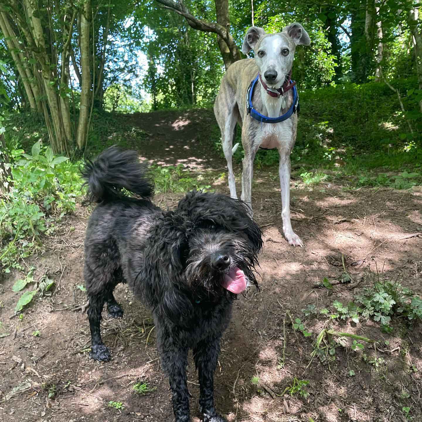 A Lurcher and Colliepoo standing in a wooded area