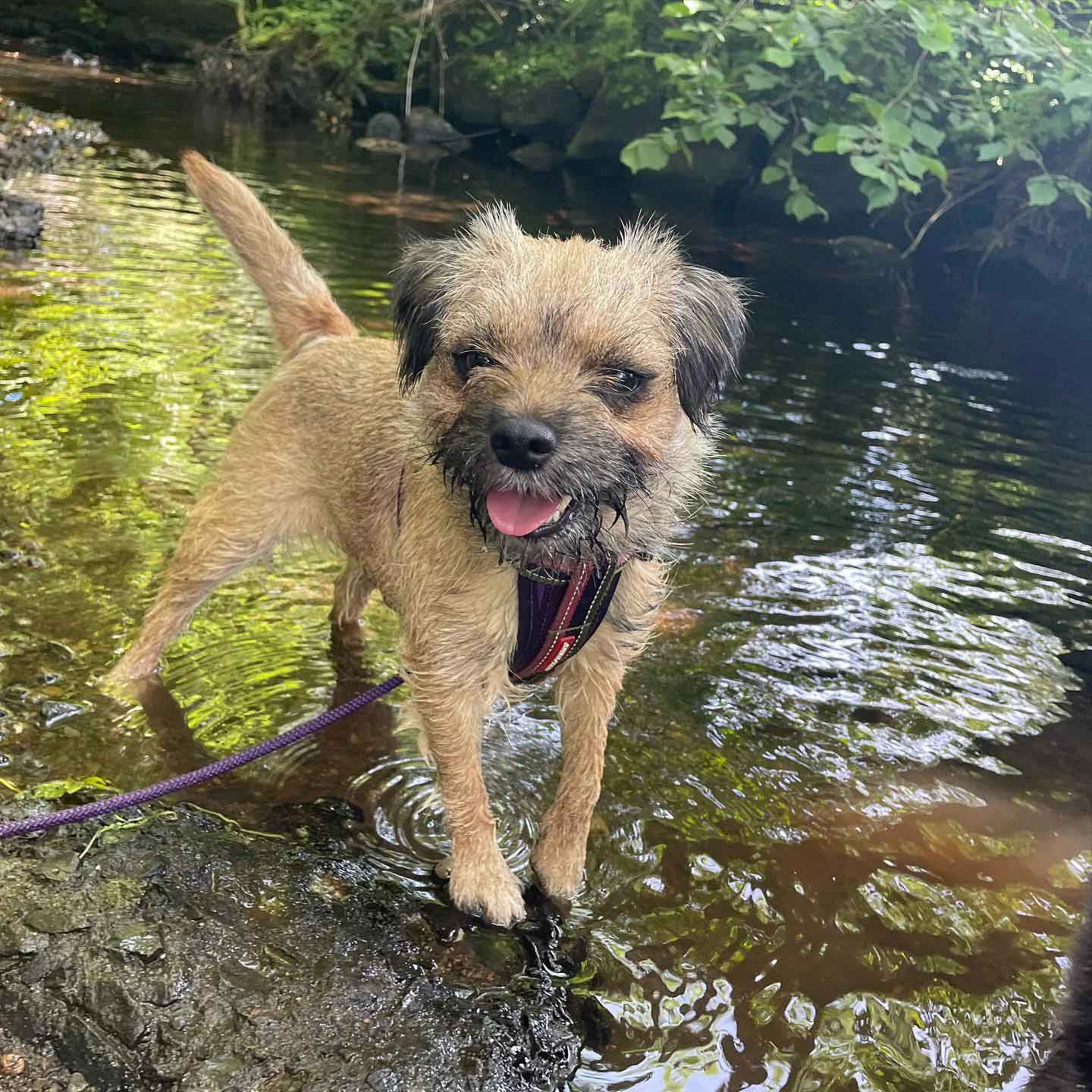 Small Border Terrier stood in a river