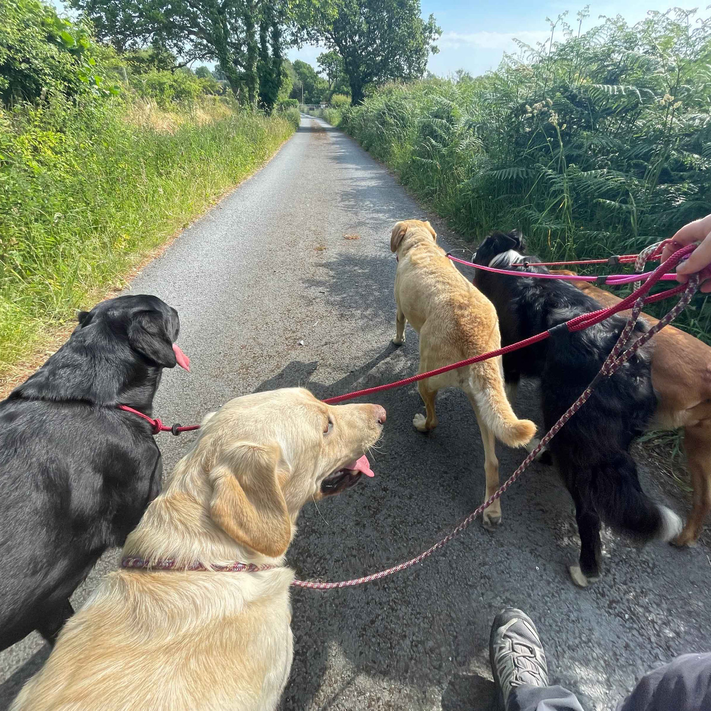 Five dogs walking loose lead along a country lane
