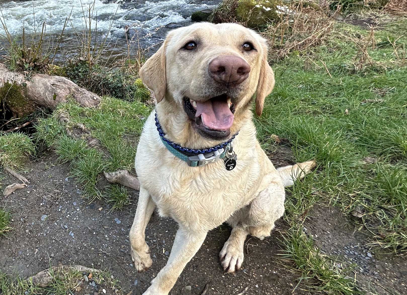 Fox Red Labrador Retriever
