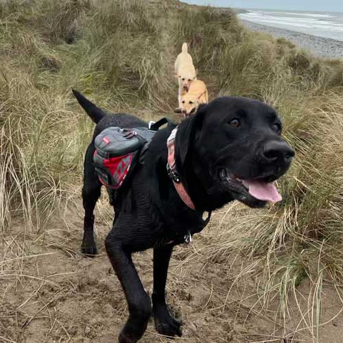 Black Labrador with a dog back pack on, running through sand dunes.