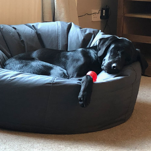 Black labrador asleep on a beanbag in a living room.