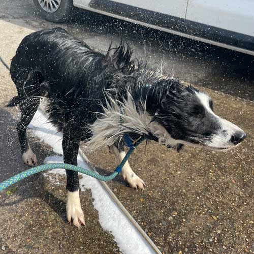 Border Collie having a bath, shaking the water off.