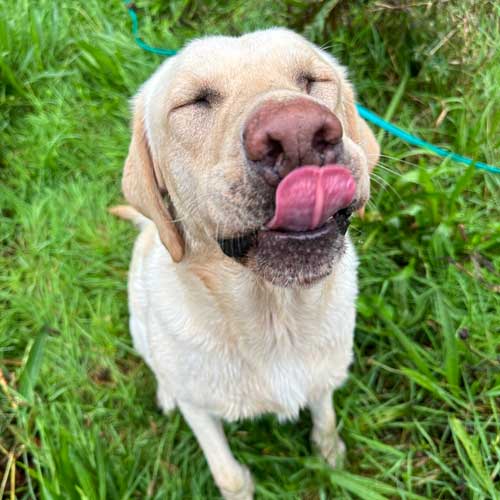 Golden Labrador sticking his tongue out with his eyes shut