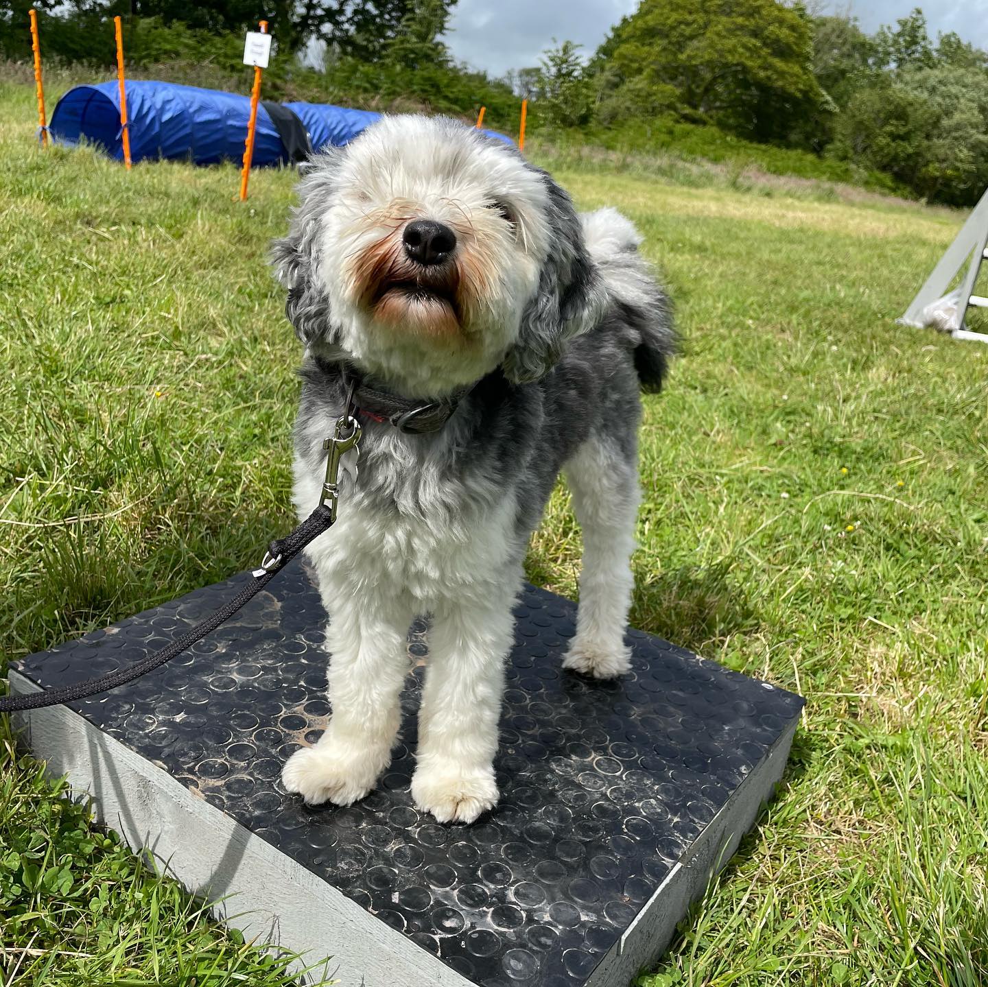 Dog on a dog agility course